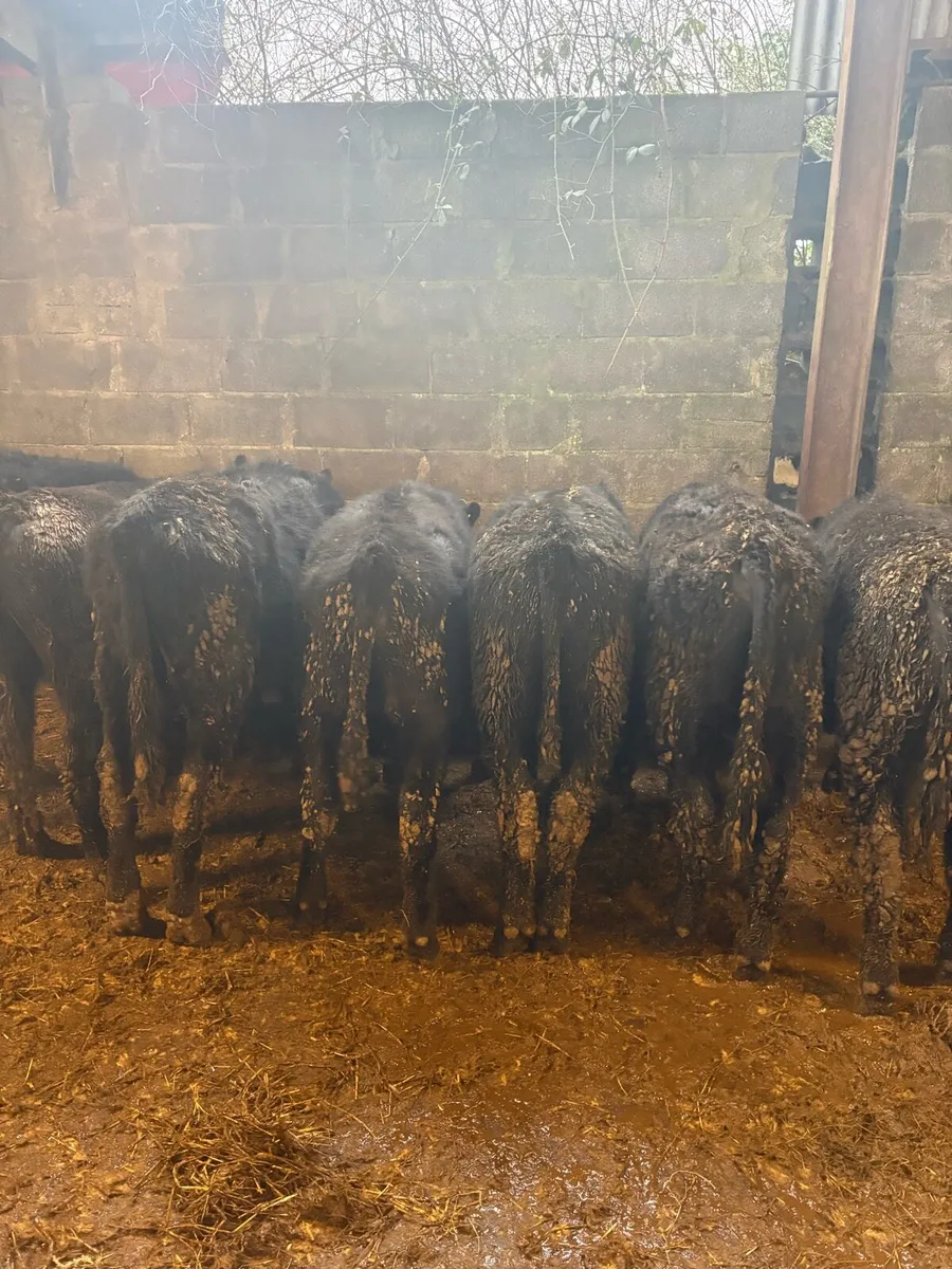 Angus Bullocks - Image 3