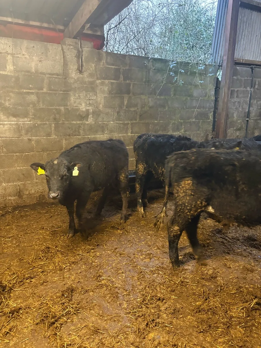 Angus Bullocks - Image 4