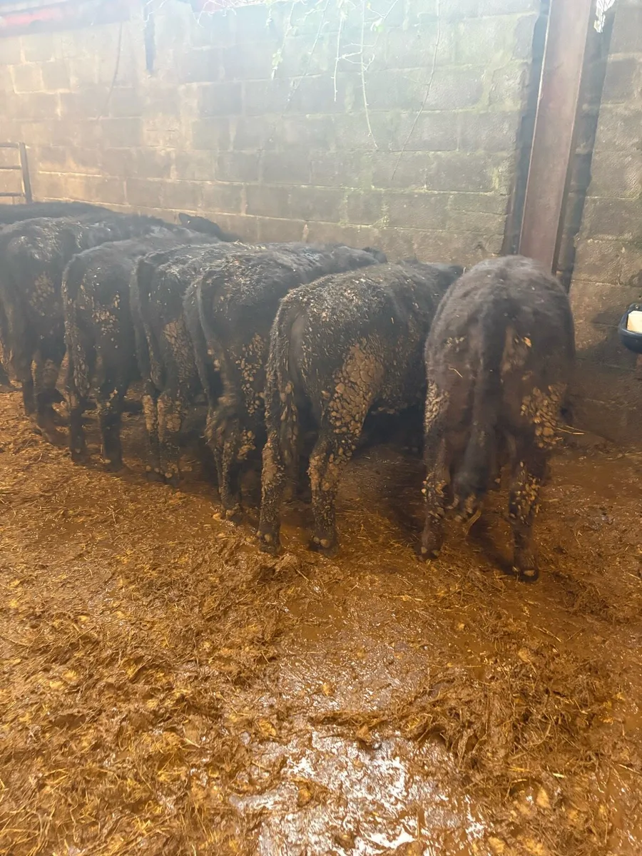 Angus Bullocks - Image 1