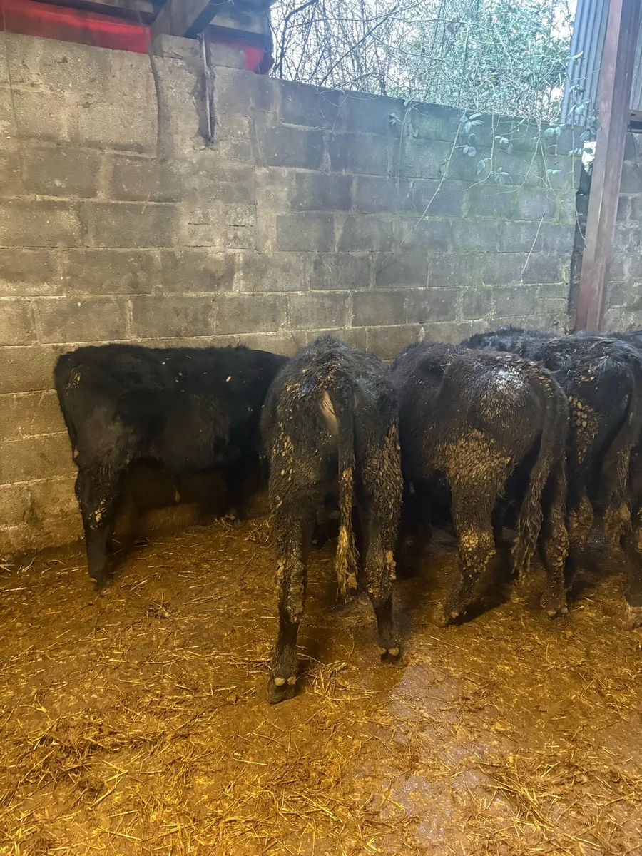 Angus Bullocks - Image 2