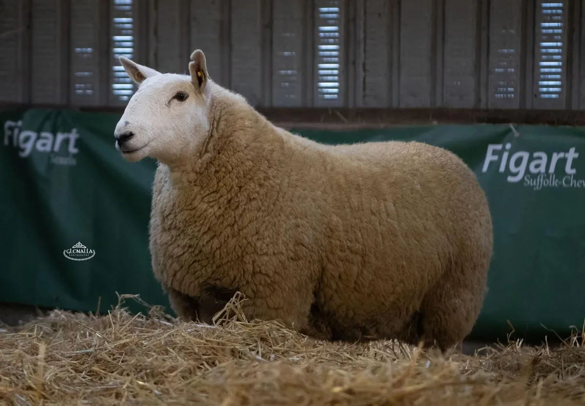 Pedigree Cheviot In Lamb Ewes and Ewe Lambs - Image 3