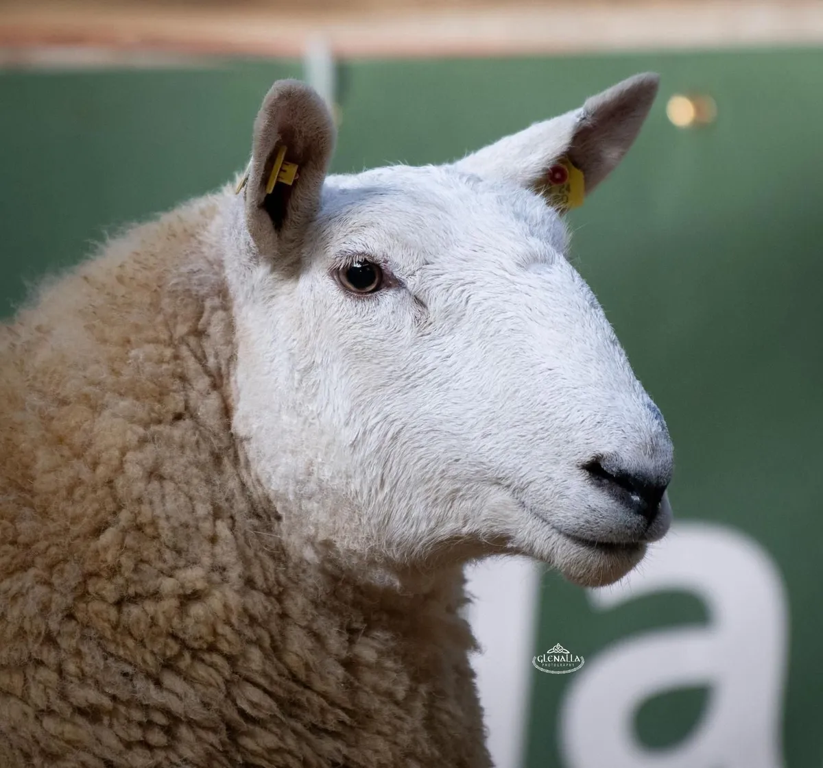 Pedigree Cheviot In Lamb Ewes and Ewe Lambs - Image 1