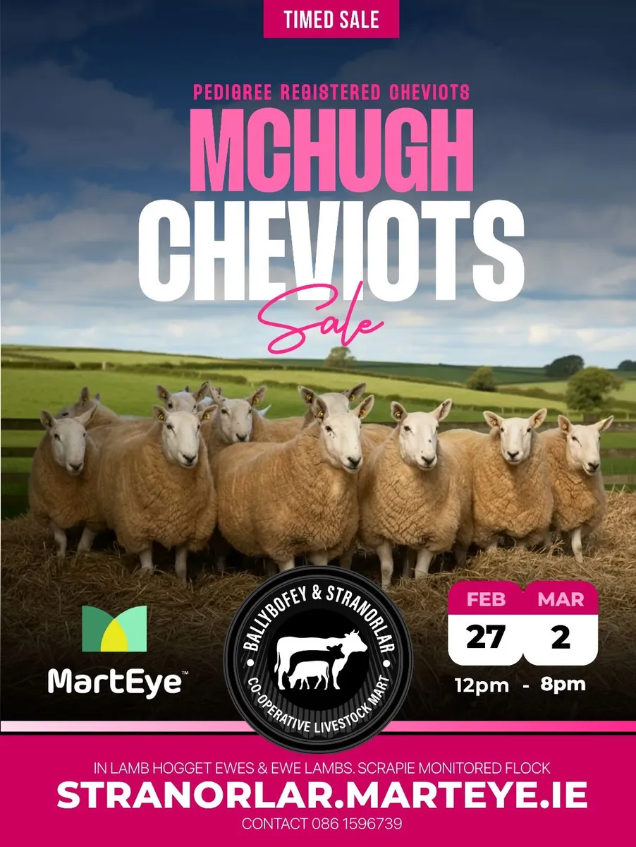 Pedigree Cheviot In Lamb Ewes and Ewe Lambs - Image 2