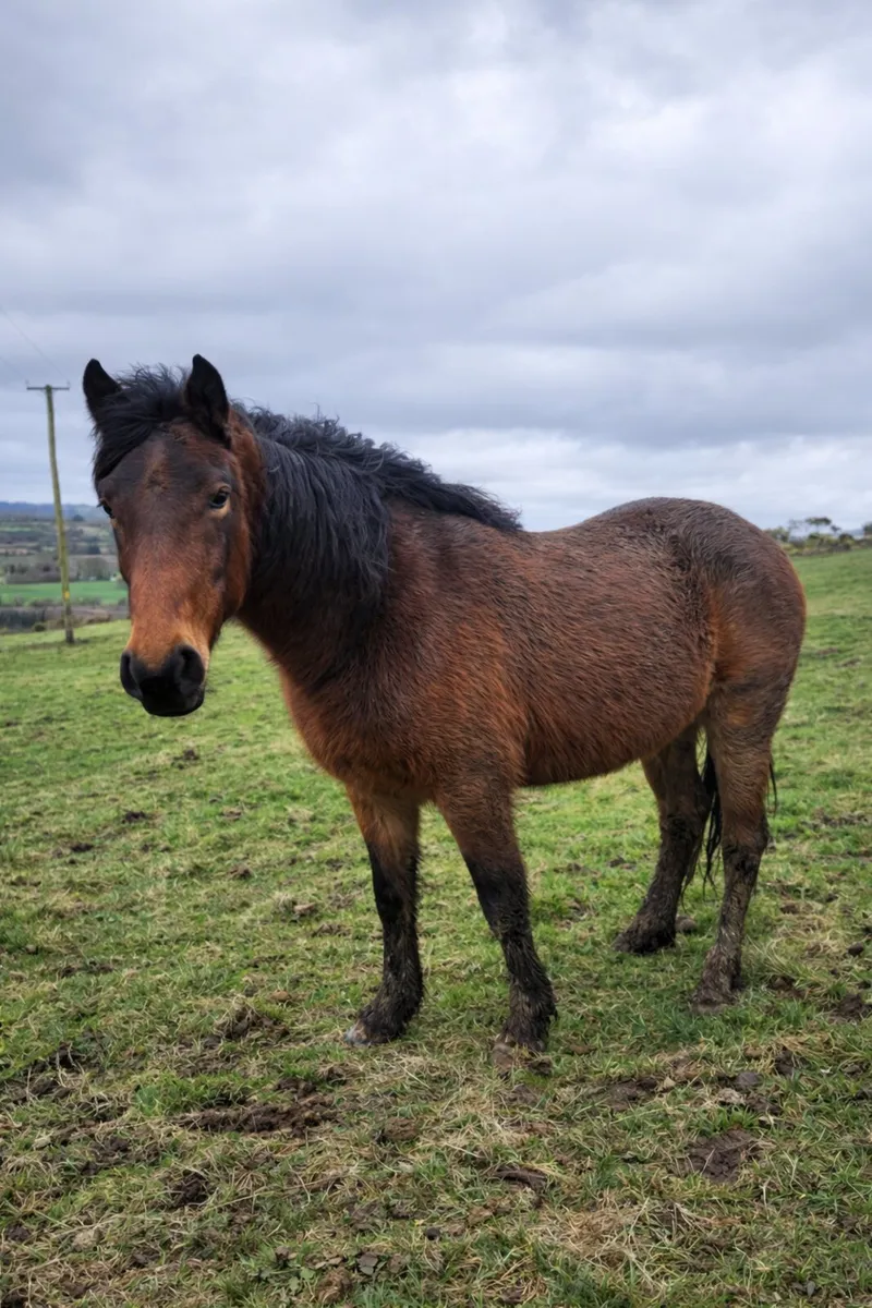 Selection of irish draughts - Image 1