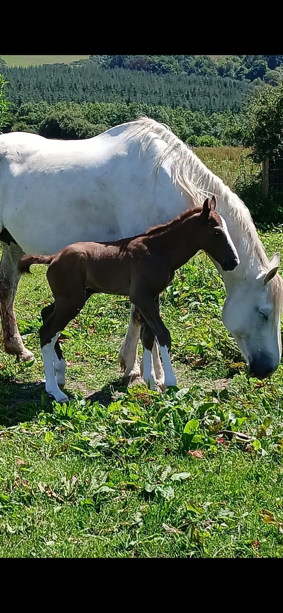 Selection of irish draughts - Image 4