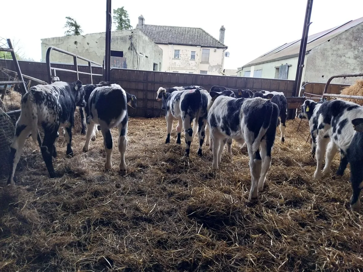 Large selection of calves. - Image 1