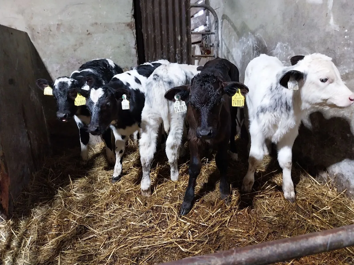 Large selection of calves. - Image 2