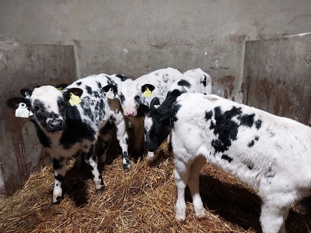 Large selection of calves. - Image 3