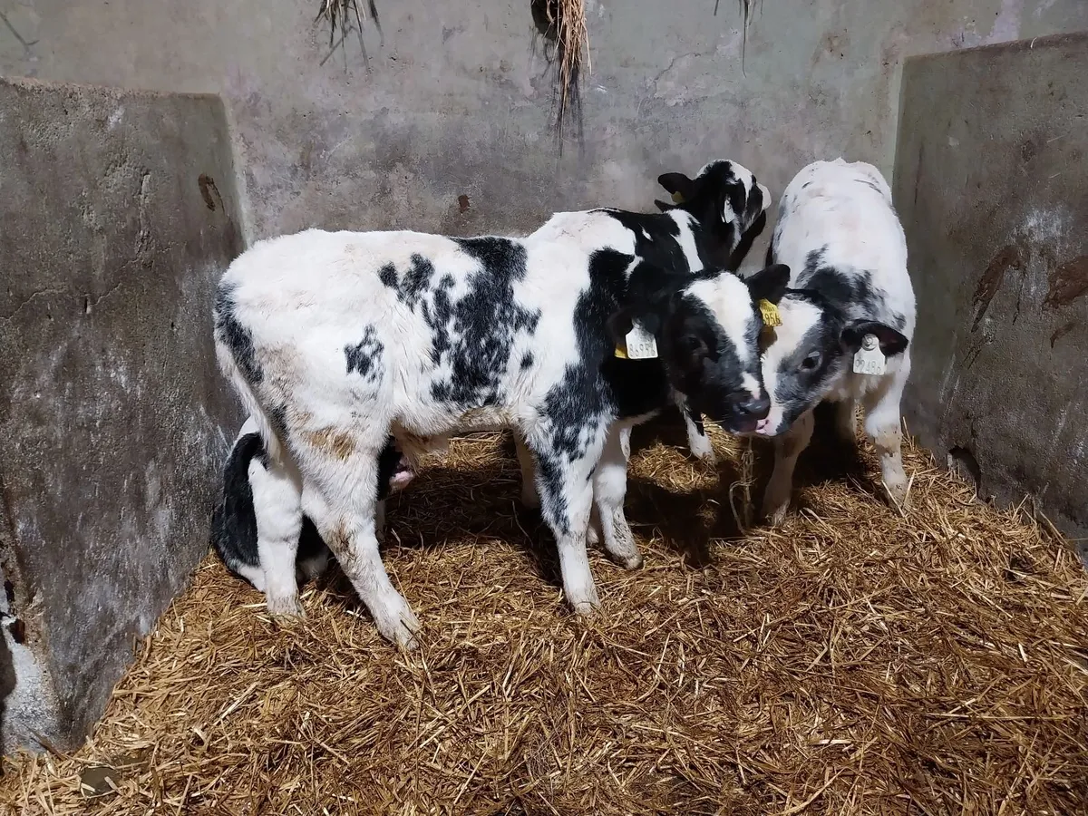 Large selection of calves. - Image 4