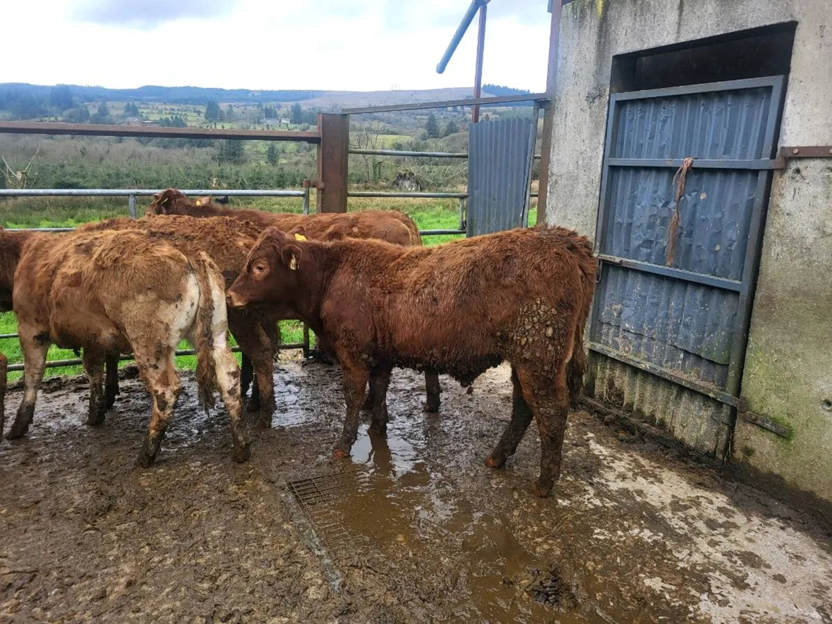 12  heifers - Image 2
