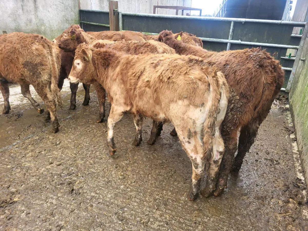 12  heifers - Image 3