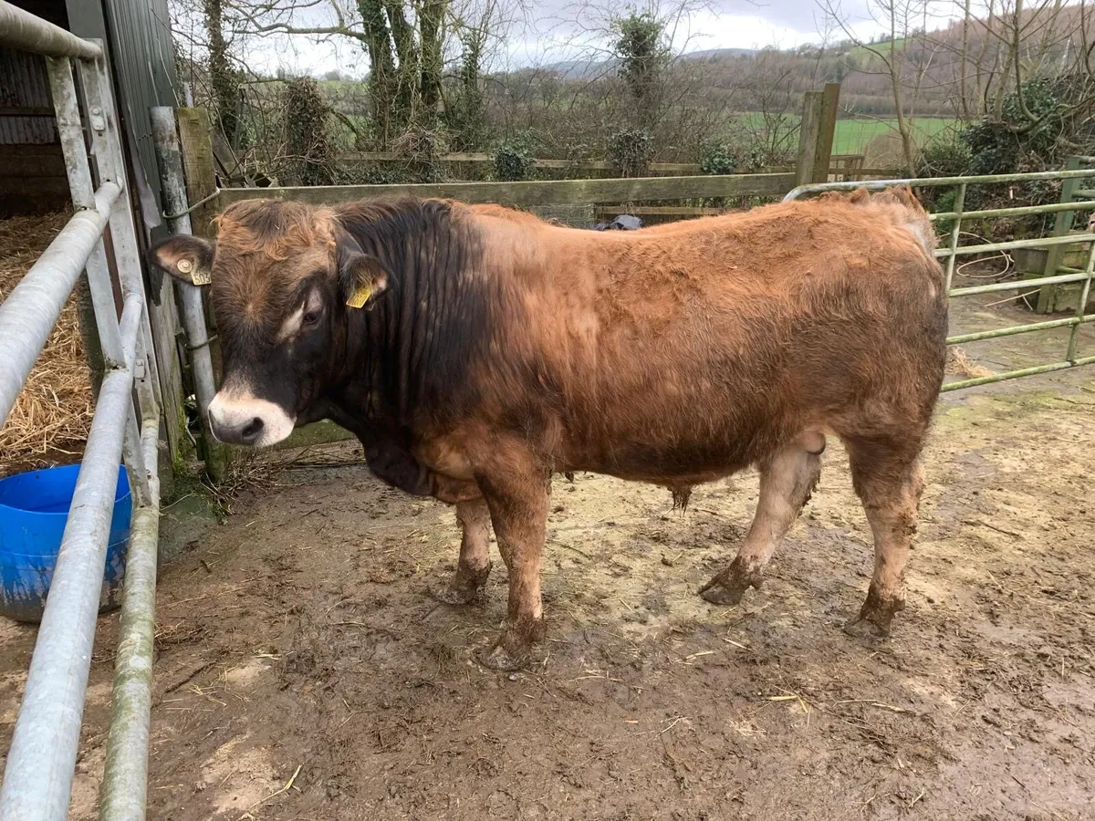 Aubrac Bulls - Image 1
