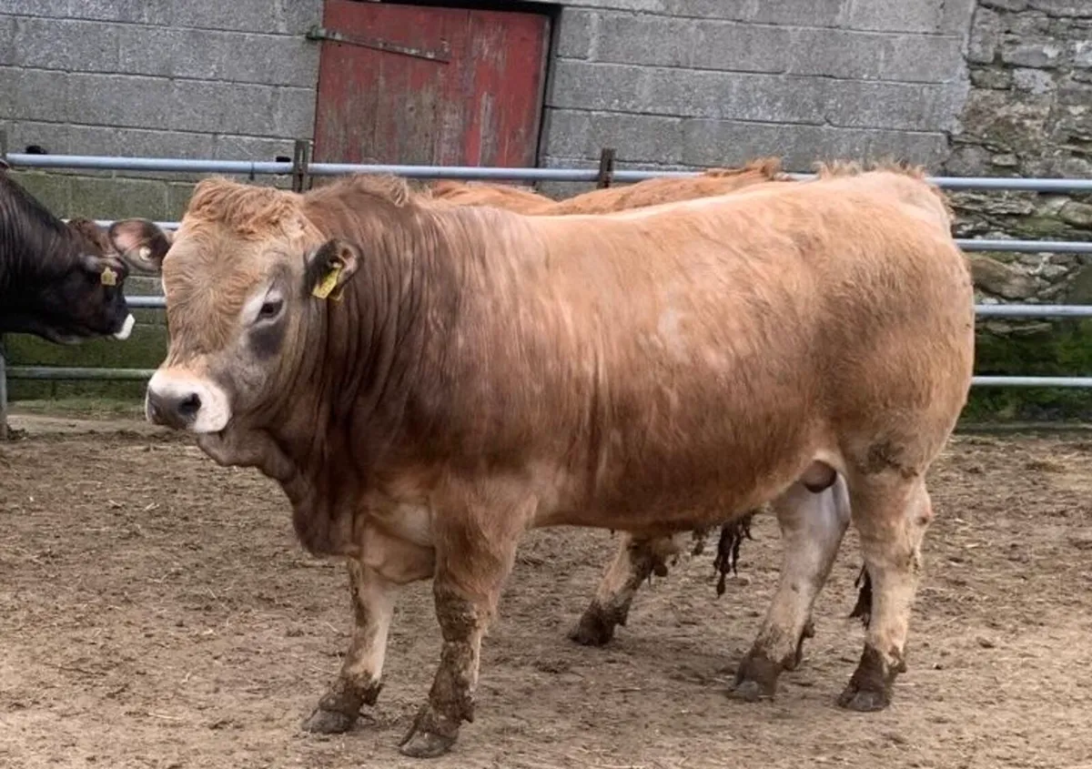 Aubrac Bulls - Image 2