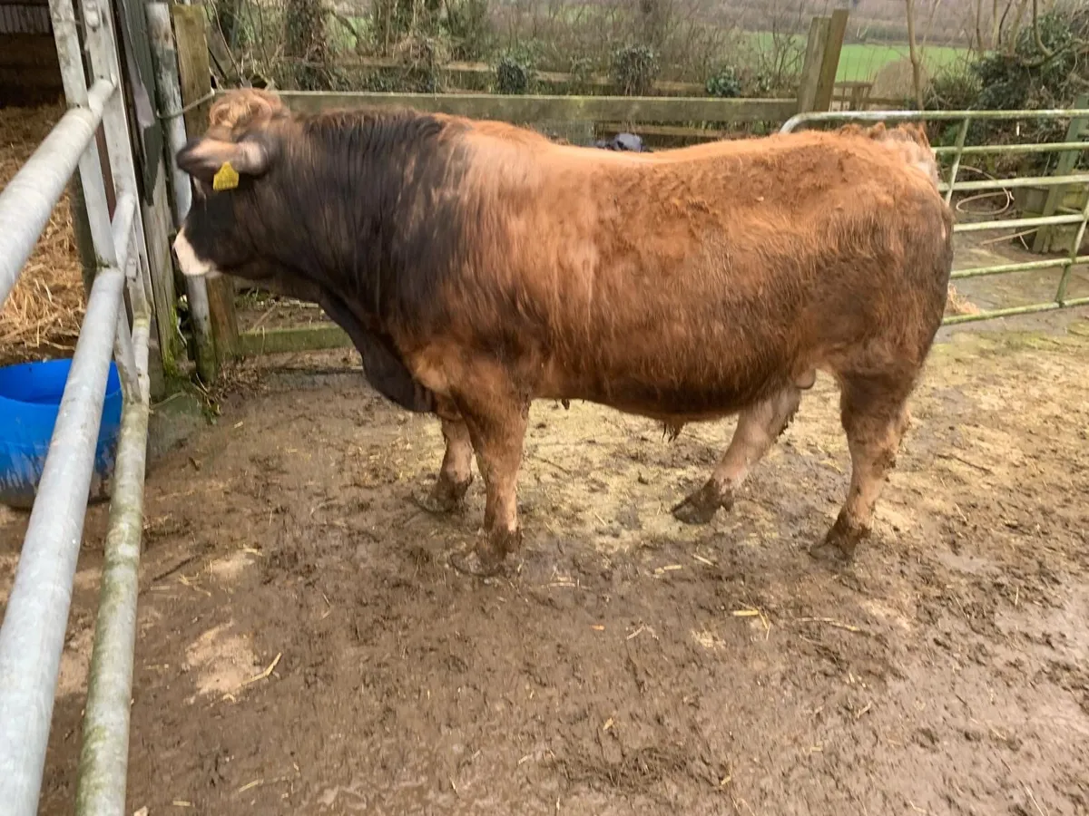 Aubrac Bulls - Image 3