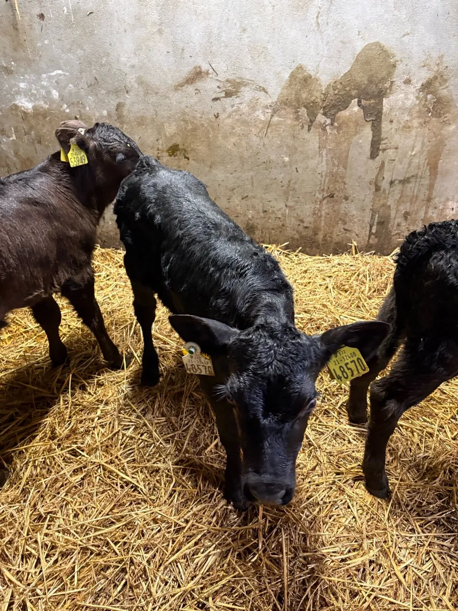 Angus  bull calves - Image 1