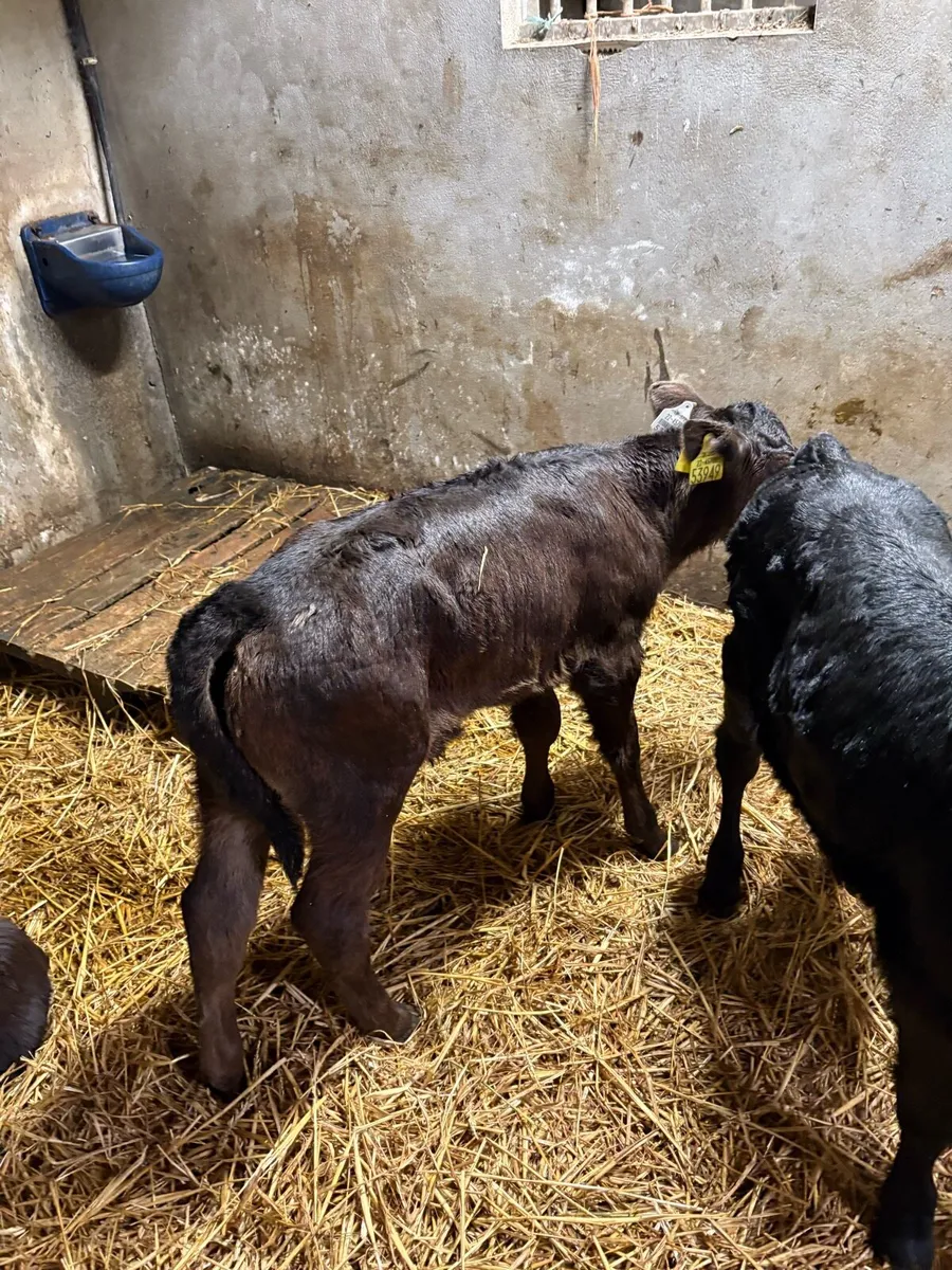Angus  bull calves - Image 2