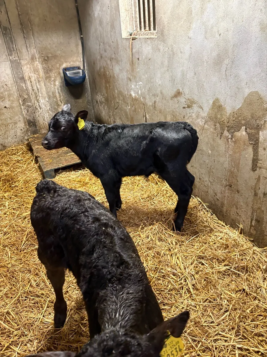 Angus  bull calves - Image 3