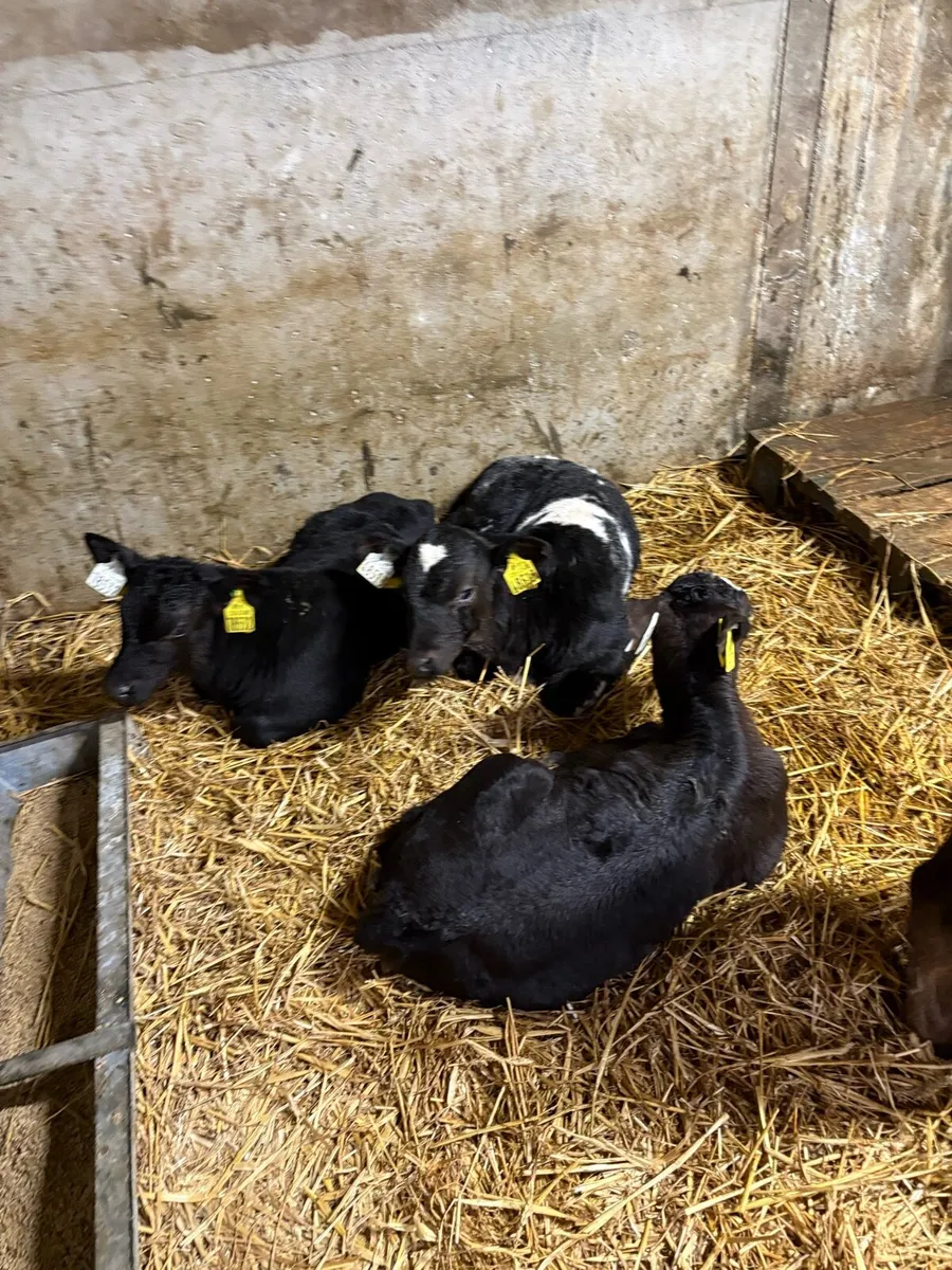 Angus  bull calves - Image 4