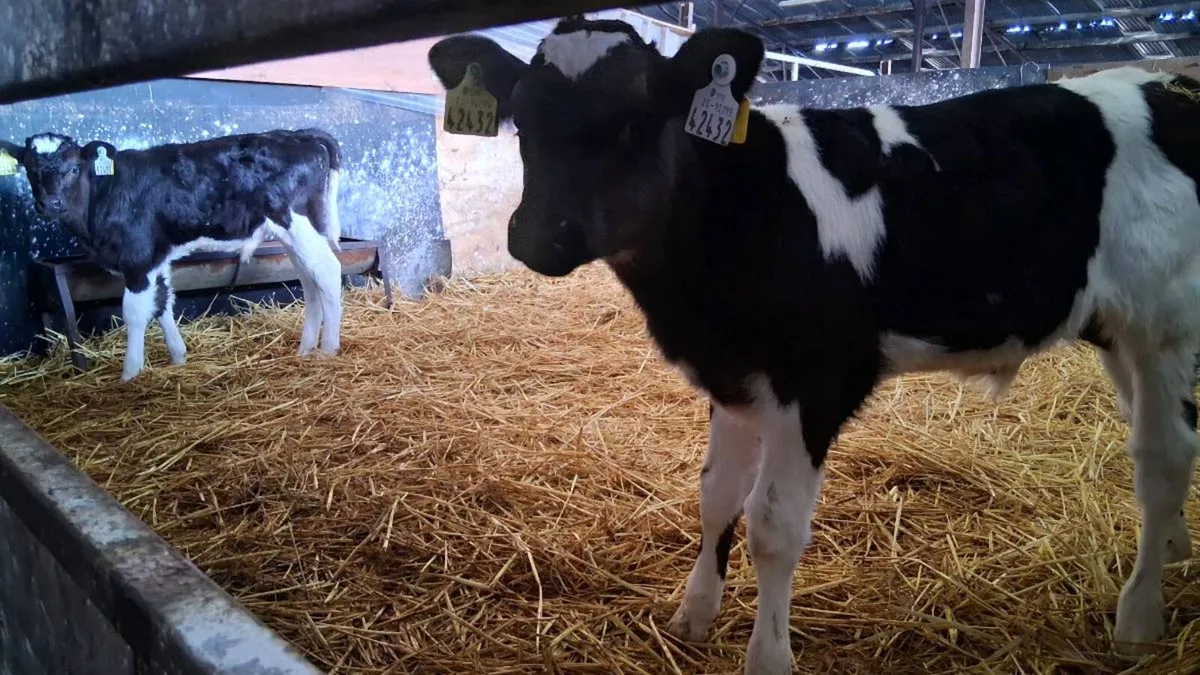 Fr bull calves - Image 3