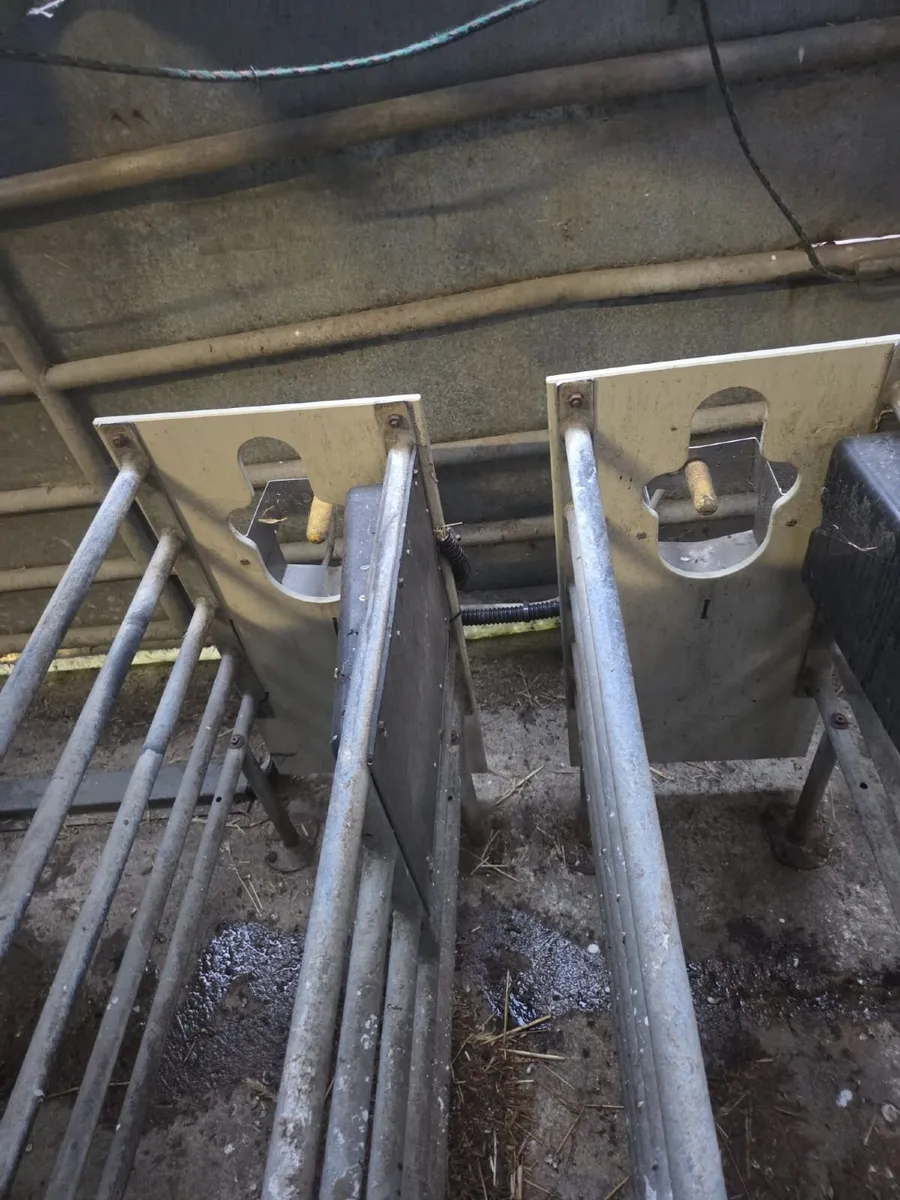 Calf Feeder - Image 3