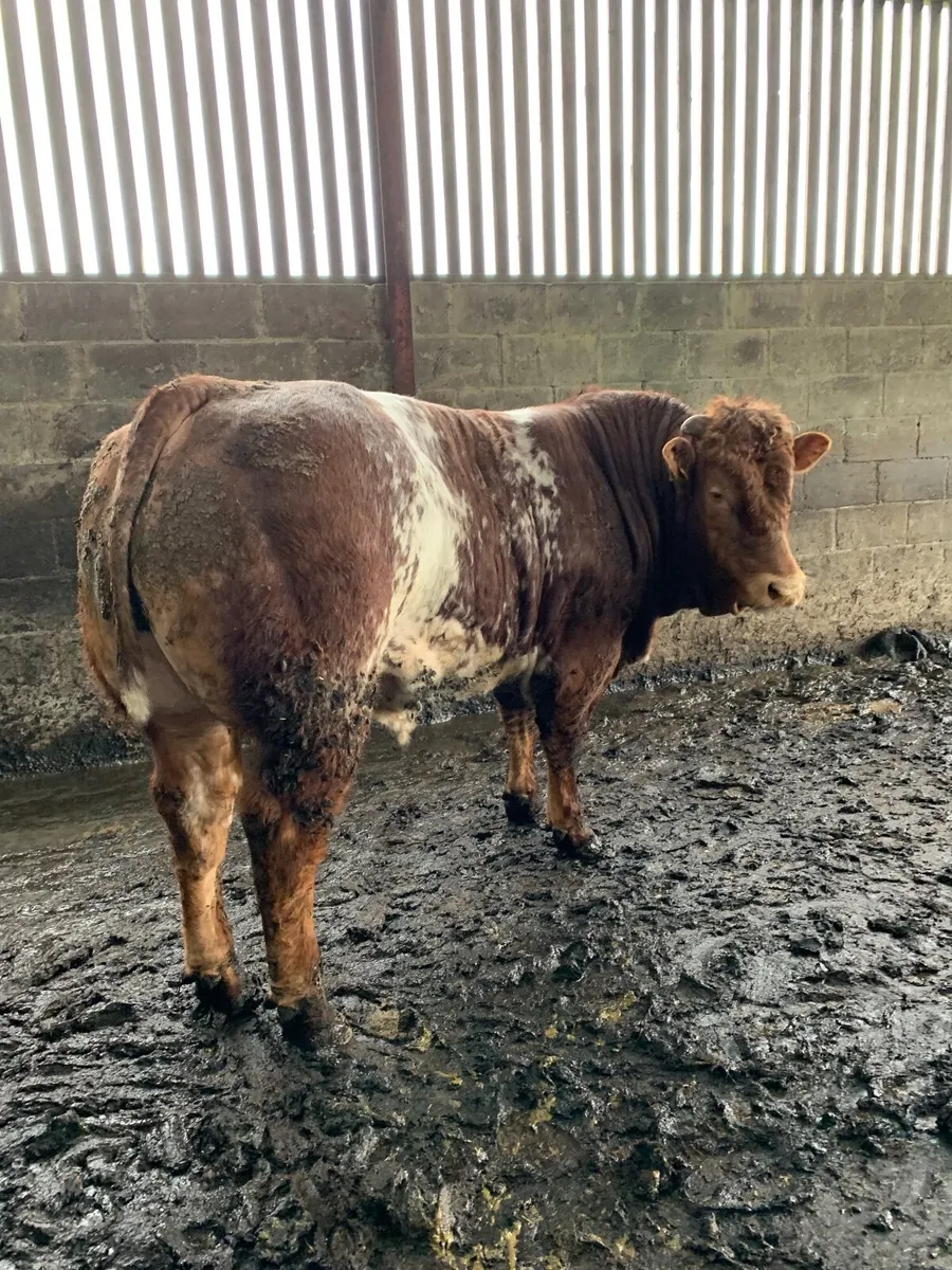 Hybrid Roan Bull 🔥 - Image 3