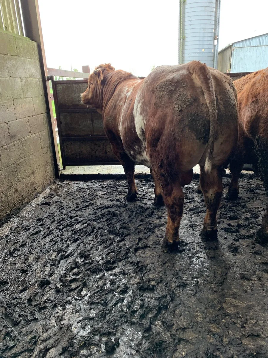 Hybrid Roan Bull 🔥 - Image 4