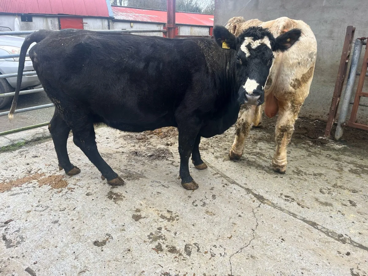 Granard Mart 02/03/2026 - Image 3