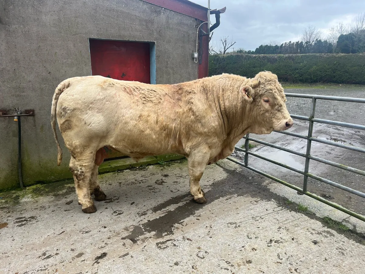 Granard Mart 02/03/2026 - Image 4