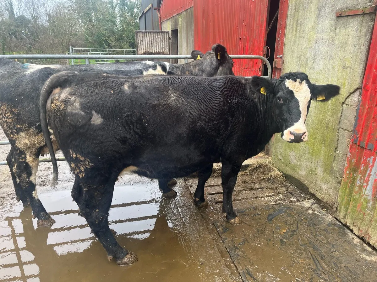 Granard Mart 02/03/2026 - Image 1