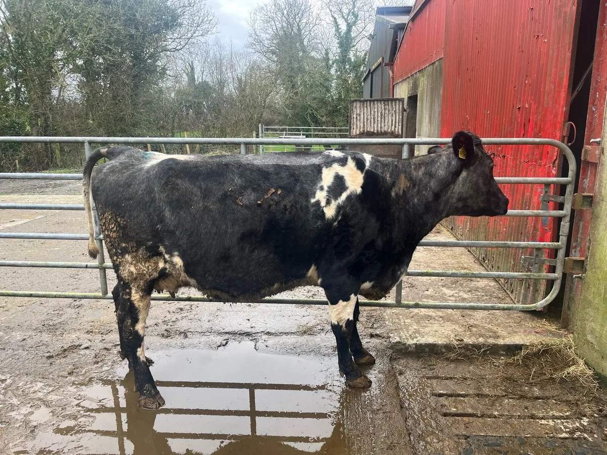 Granard Mart 02/03/2026 - Image 2