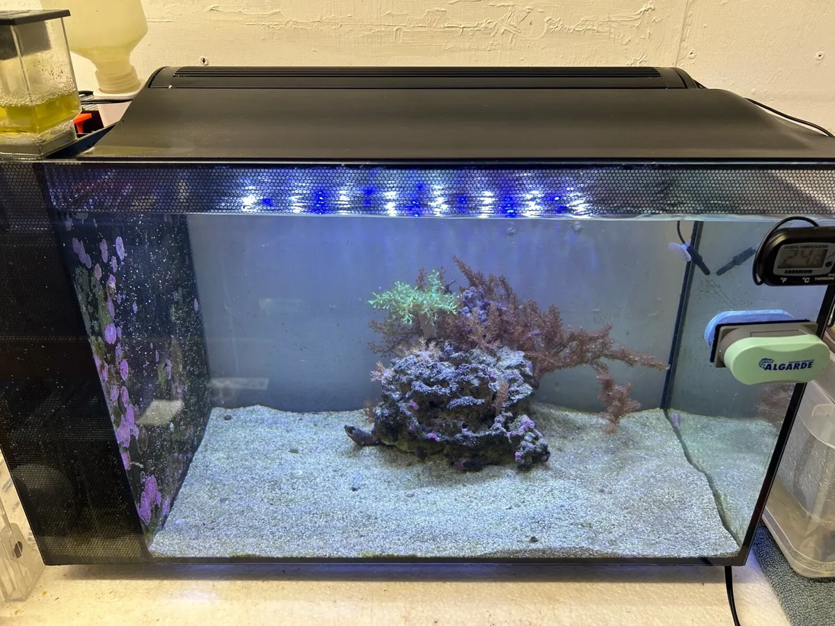 *Sold pending collection* - Image 1