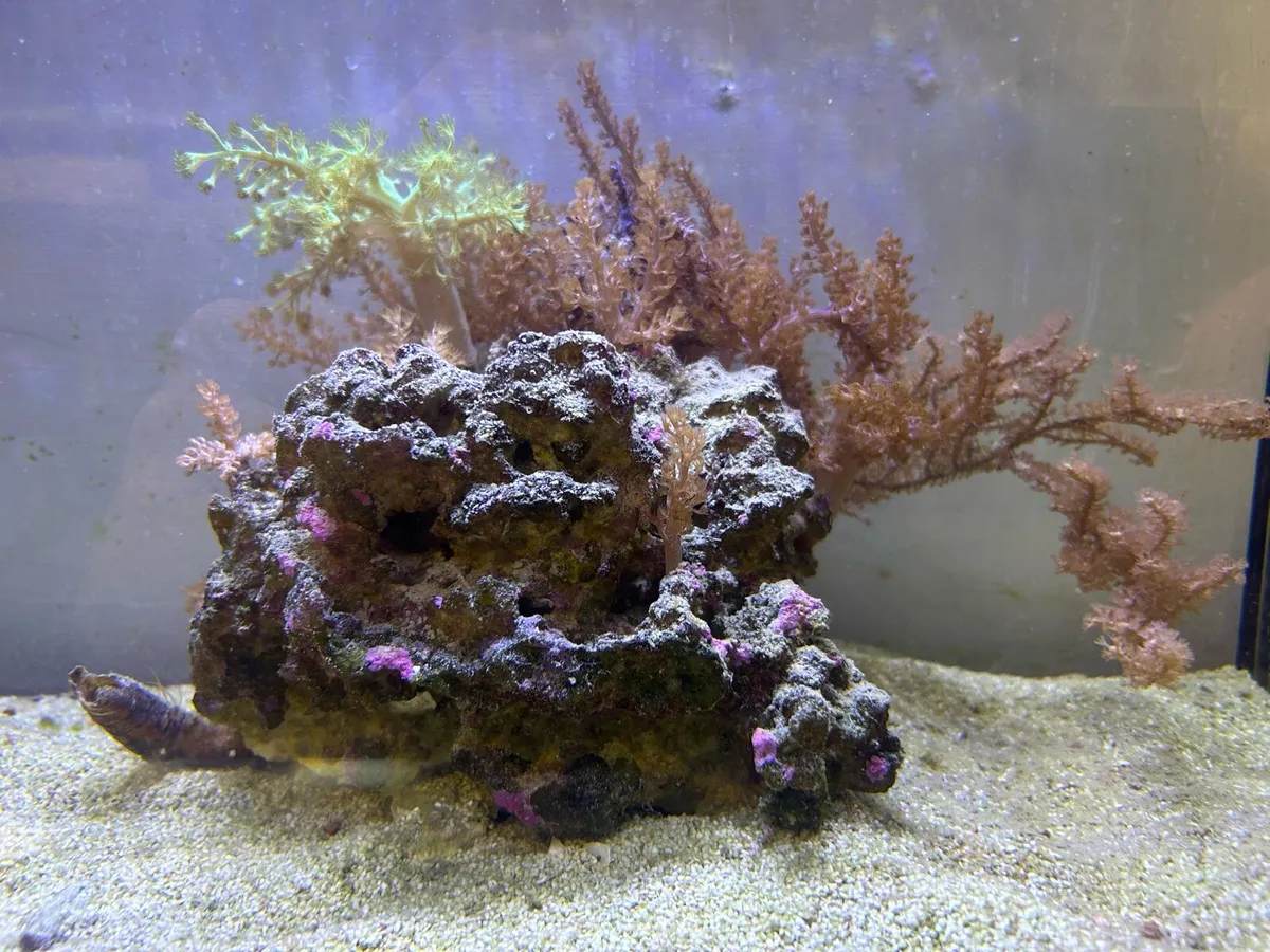 *Sold pending collection* - Image 3