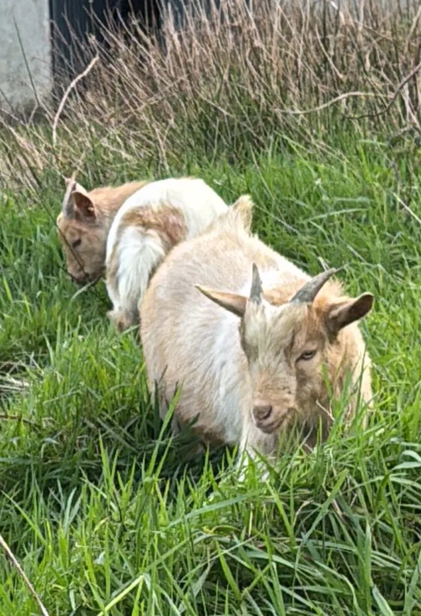 2 Pygmy Goat pets - Image 3