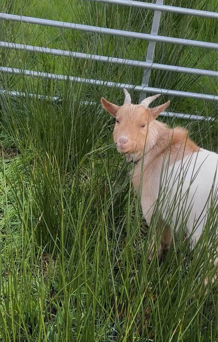 2 Pygmy Goat pets - Image 4
