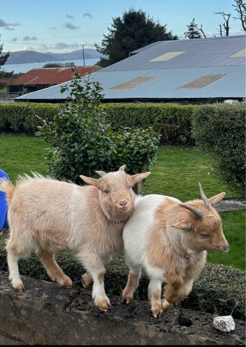 2 Pygmy Goat pets - Image 1