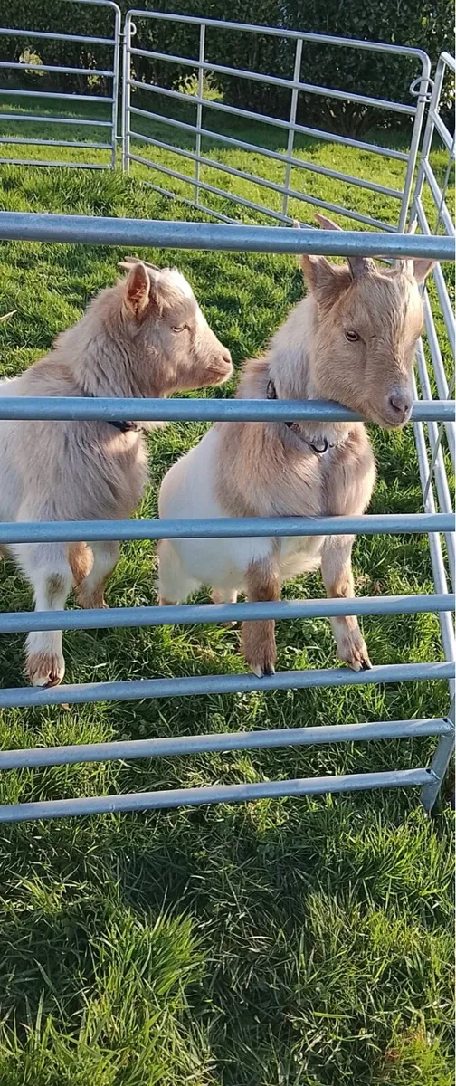 2 Pygmy Goat pets - Image 2