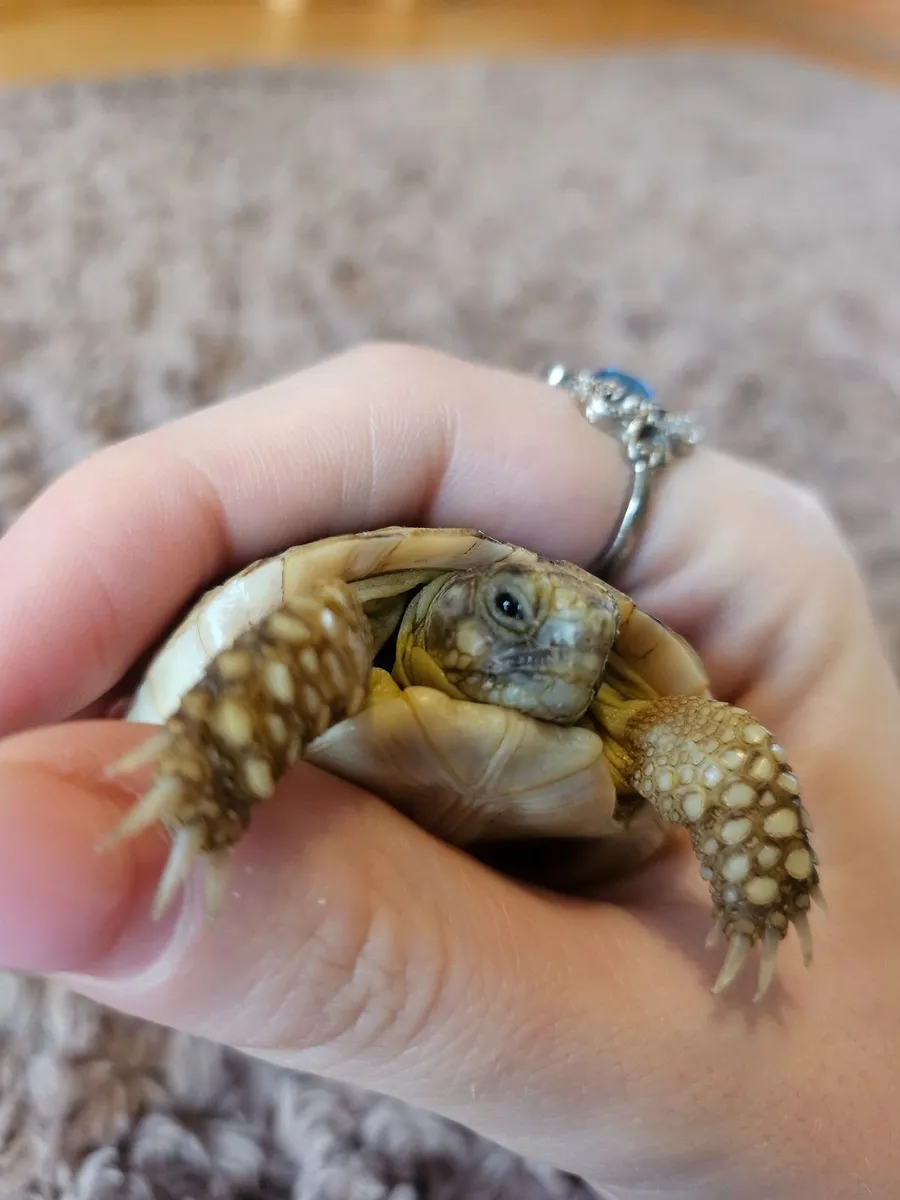 Tortoise 🐢 - Image 3