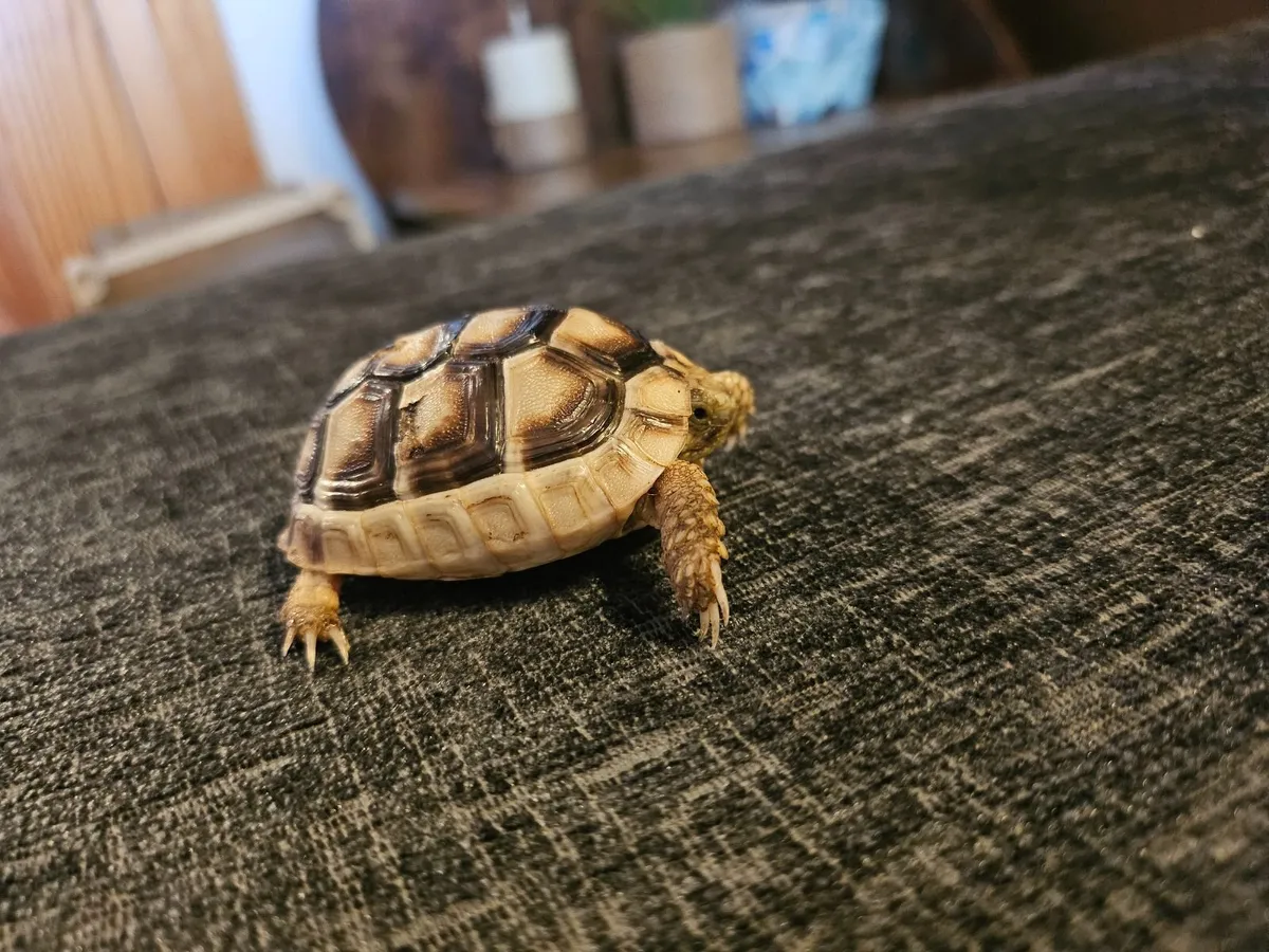 Tortoise 🐢 - Image 4