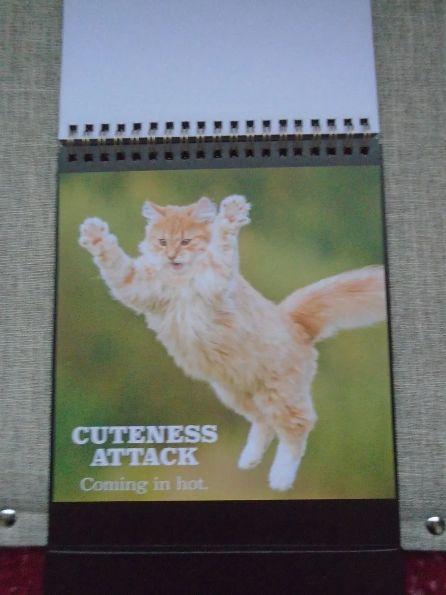 Cat book, Flip book, Gift - Image 1