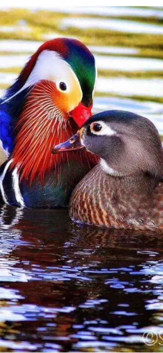 Mandarin Ducks (Aix Galericulata) - Image 1