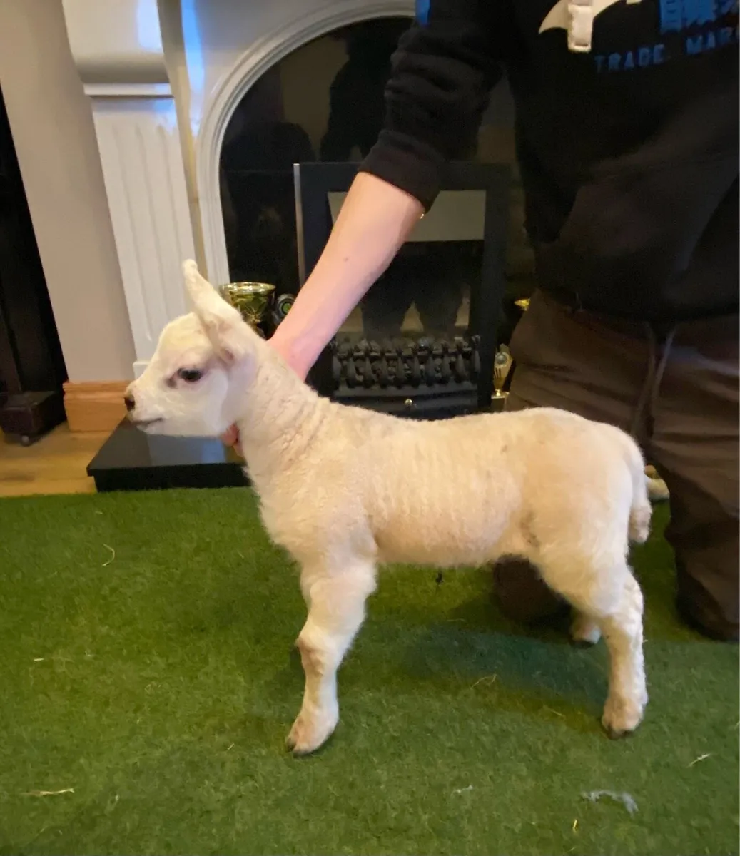 PEDIGREE TEXEL PET FOSTER EWE LAMB - Image 1