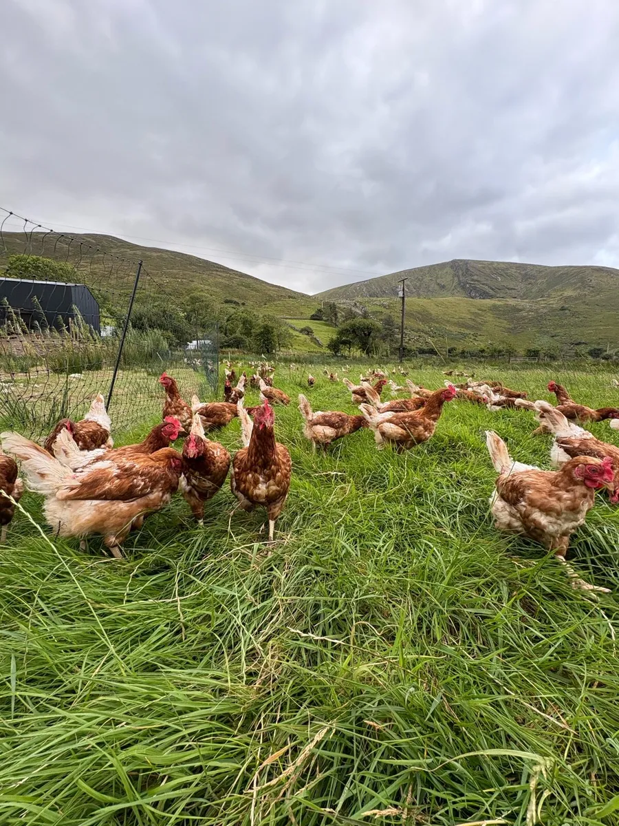 Laying Hens -(70 weeks old) about 100 left to sell - Image 1