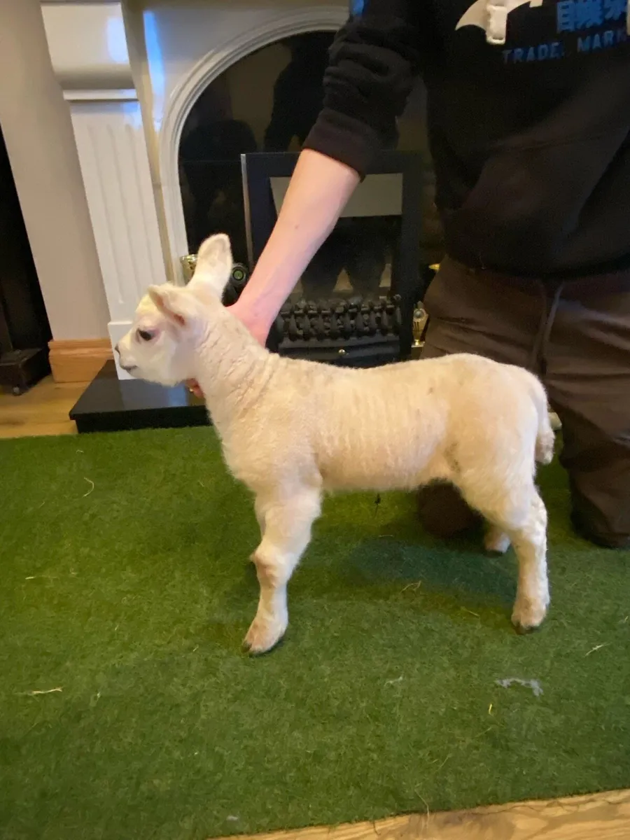 PEDIGREE TEXEL PET FOSTER EWE LAMB - Image 2