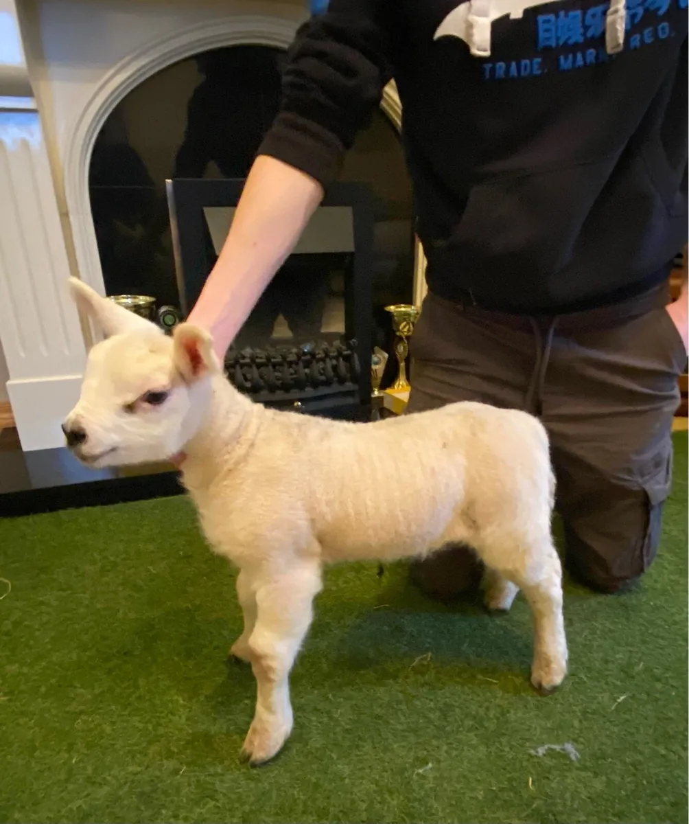 PEDIGREE TEXEL PET FOSTER EWE LAMB - Image 3