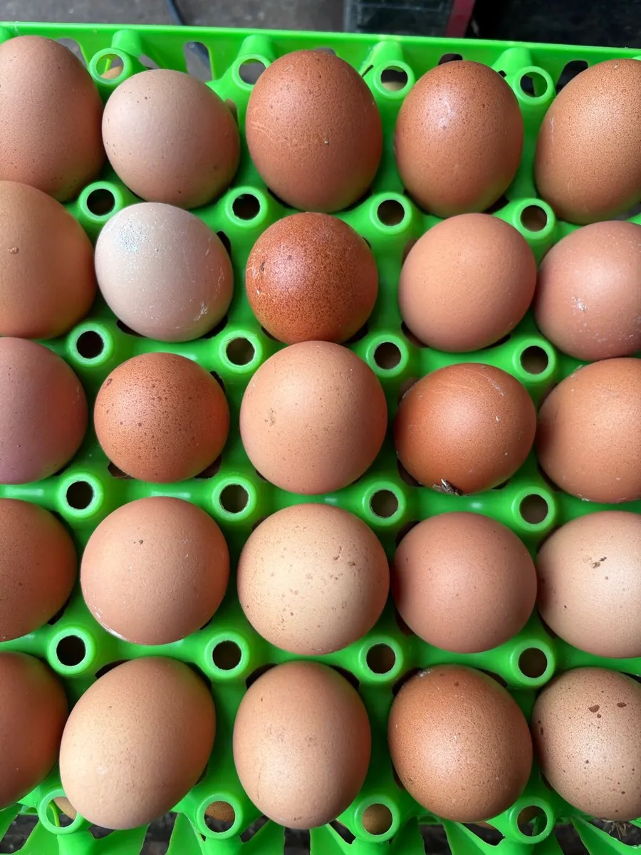 Laying Hens -(70 weeks old) about 100 left to sell - Image 2