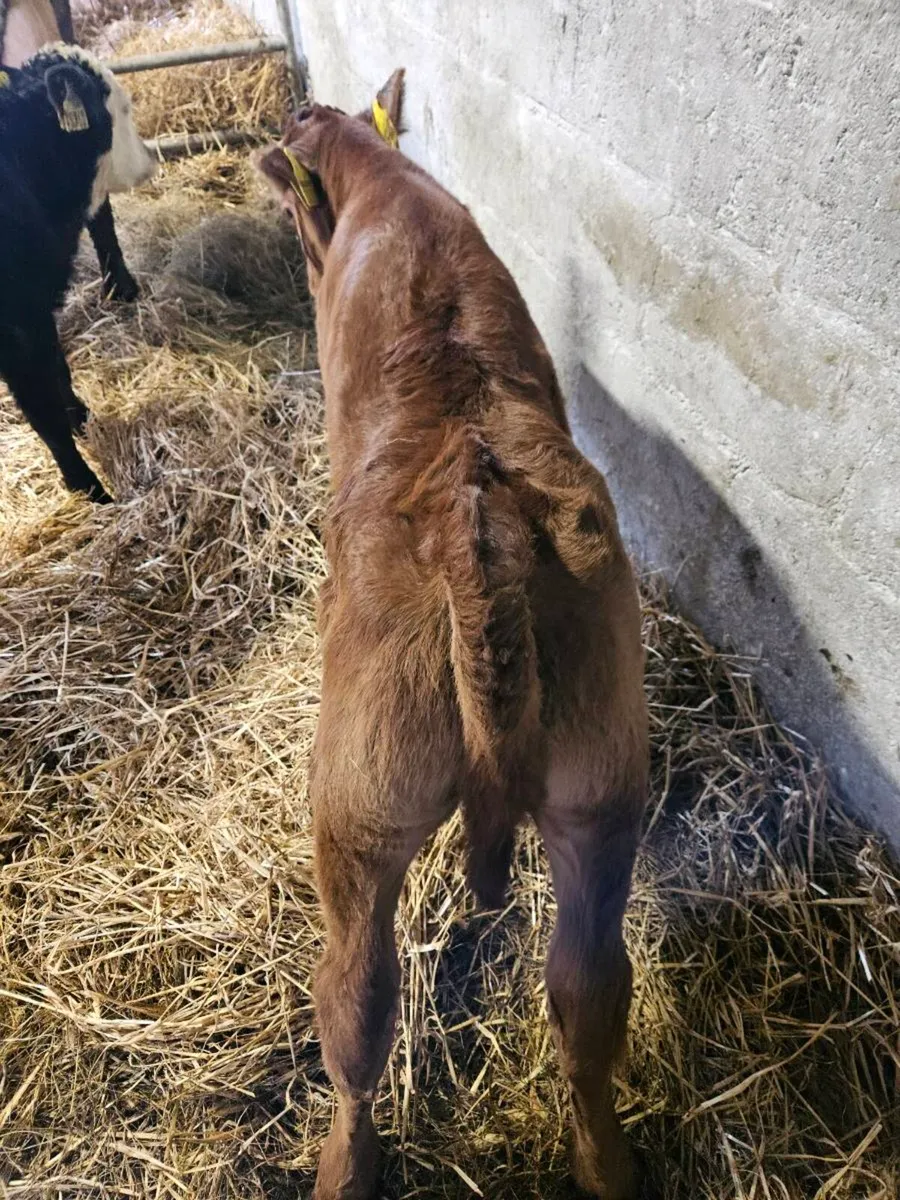 Cow and 2 calfs - Image 1