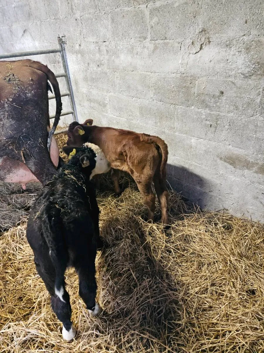 Cow and 2 calfs - Image 3
