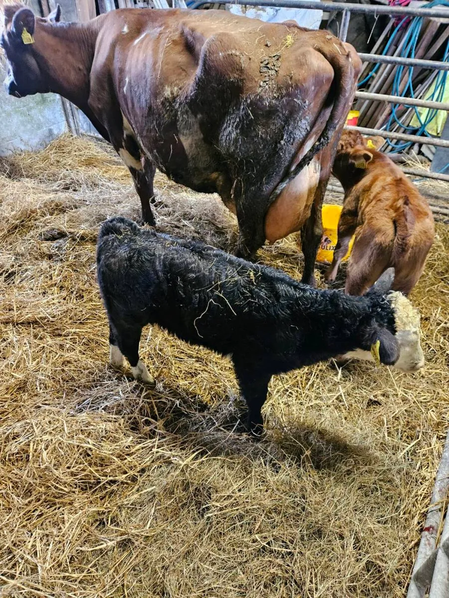 Cow and 2 calfs - Image 4