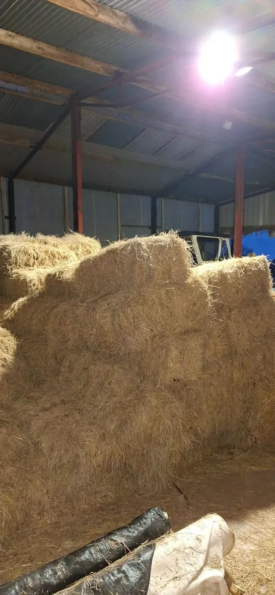 Small square bales of hay . - Image 1