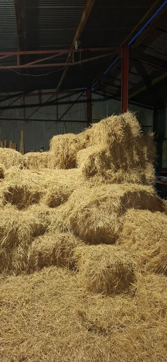 Small square bales of hay . - Image 4
